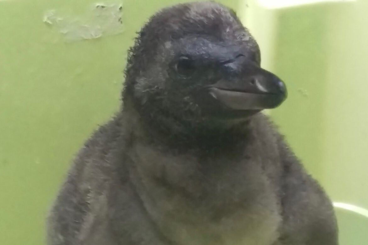 Foto: Kim-Khang Tran