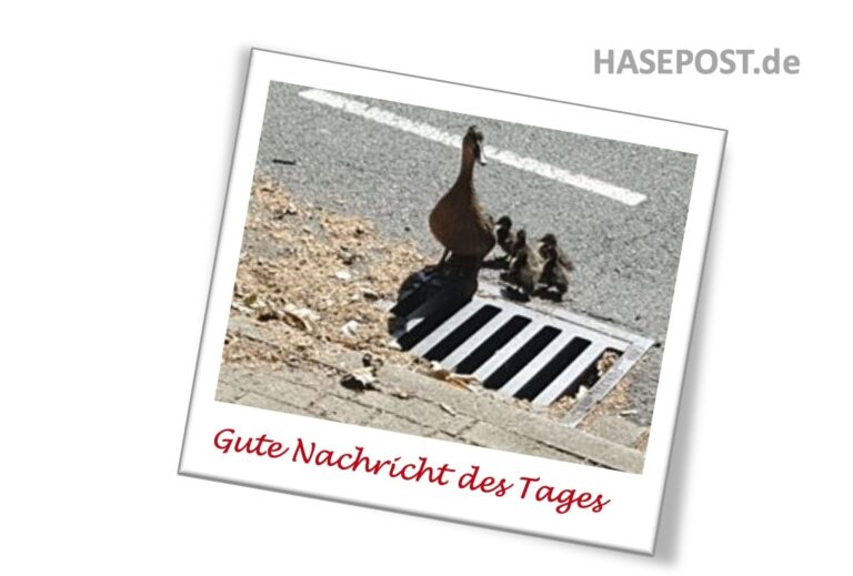 Enten und Küken von Feuerwehr Osnabrück gerettet