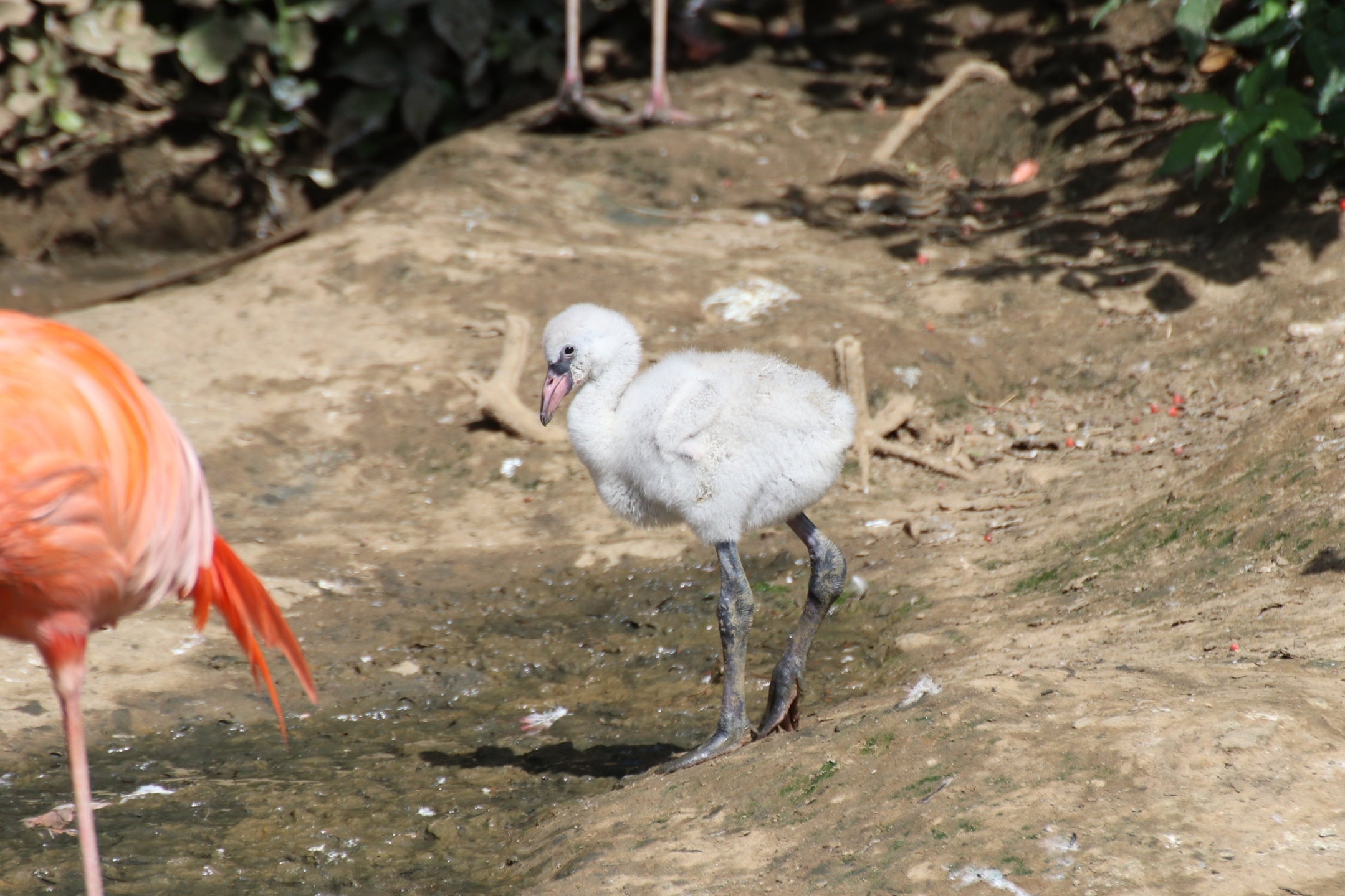 Gute Nachricht des Tages: Gefiederter Nachwuchs im Zoo Osnabrück