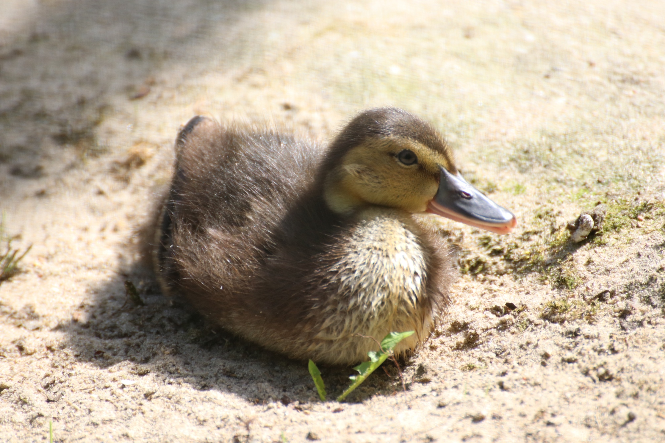 Gute Nachricht des Tages: Gefiederter Nachwuchs im Zoo Osnabrück