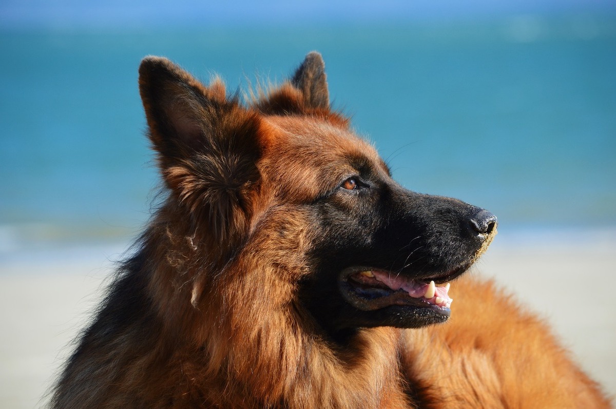 Hunde im Sommer Empfehlungen für Halter und Tierfreunde hasepost.de