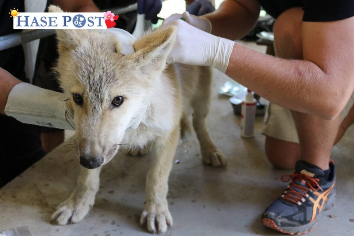 Wolfswelpen werden geimpft und untersucht