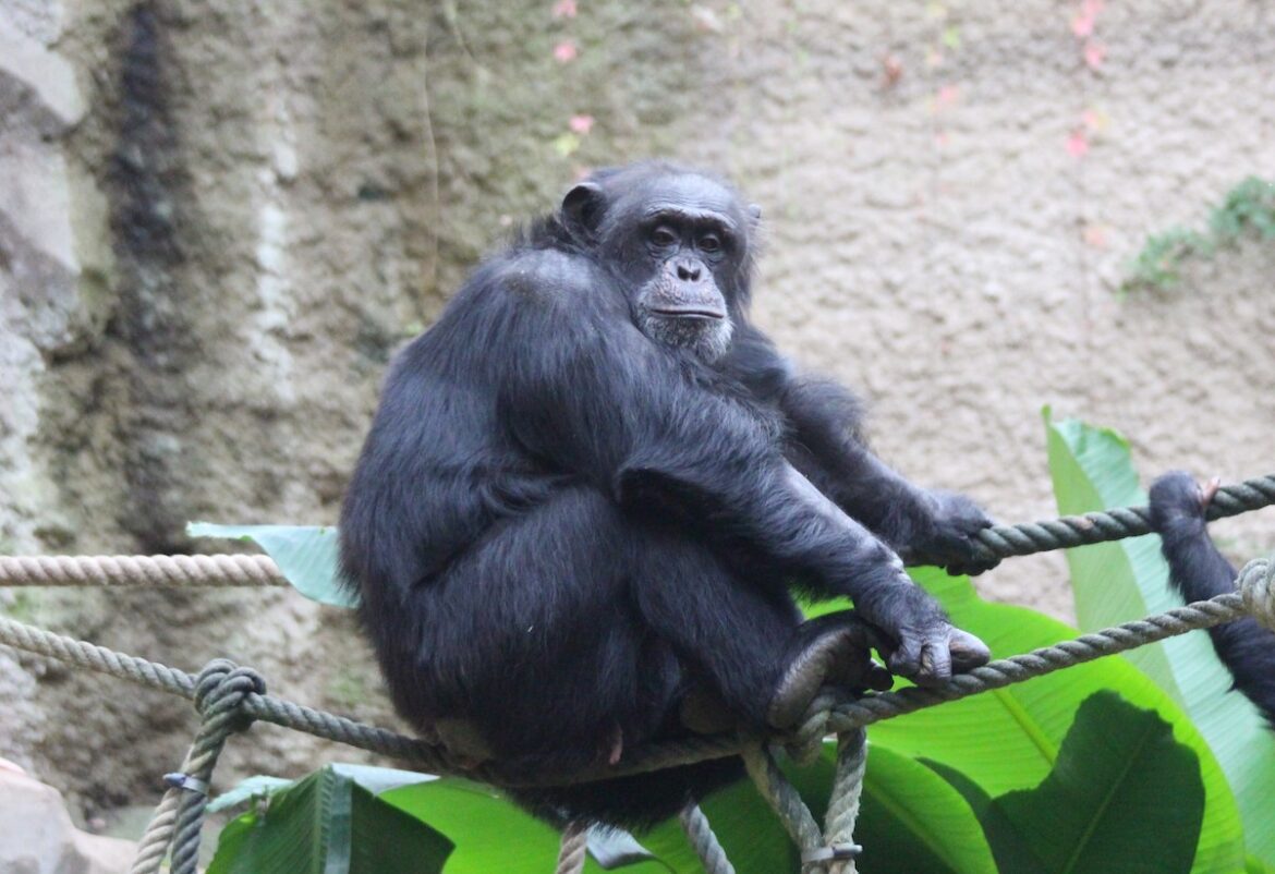Schimpanse Tatu, Foto: Zoo Osnabrück (Lisa Simon)