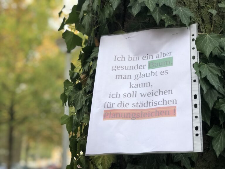 alter Baum im Klostergarten