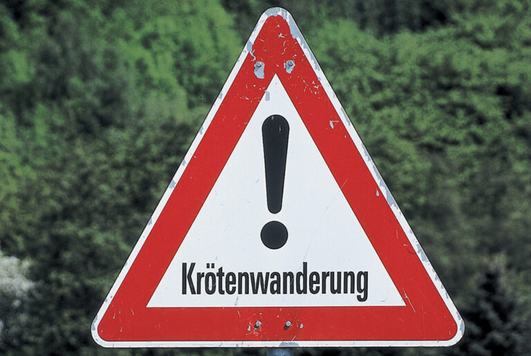 Krötenwanderung (Symbolbild) / Foto: NABU, Helge May