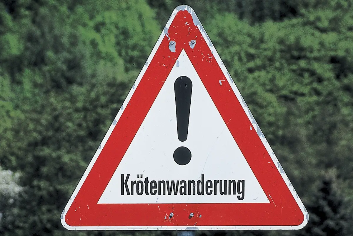 Krötenwanderung (Symbolbild) / Foto: NABU, Helge May