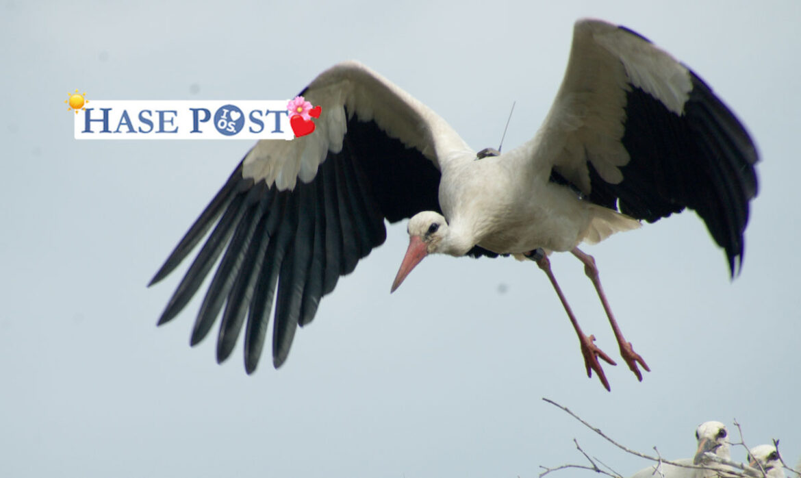 Foto: NABU/ K.-M. Thomsen