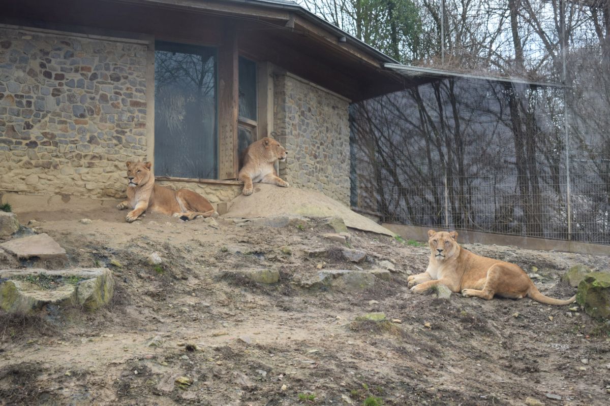 Osnabrücks Löwen bekommen eine größere Anlage - Langfristig Jungtiere im Zoo geplant Osnabrücks Löwen bekommen eine größere Anlage - Langfristig Jungtiere im Zoo geplant