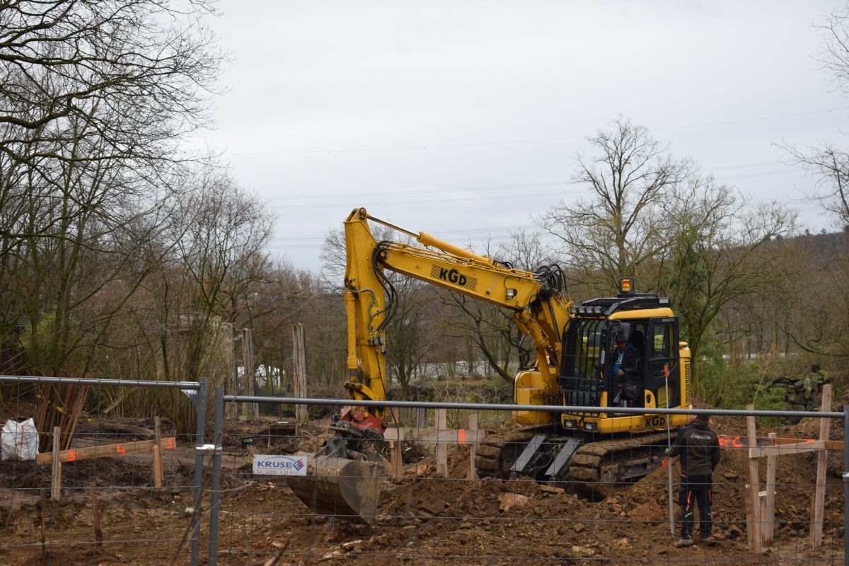 Osnabrücks Löwen bekommen eine größere Anlage - Langfristig Jungtiere im Zoo geplant Osnabrücks Löwen bekommen eine größere Anlage - Langfristig Jungtiere im Zoo geplant