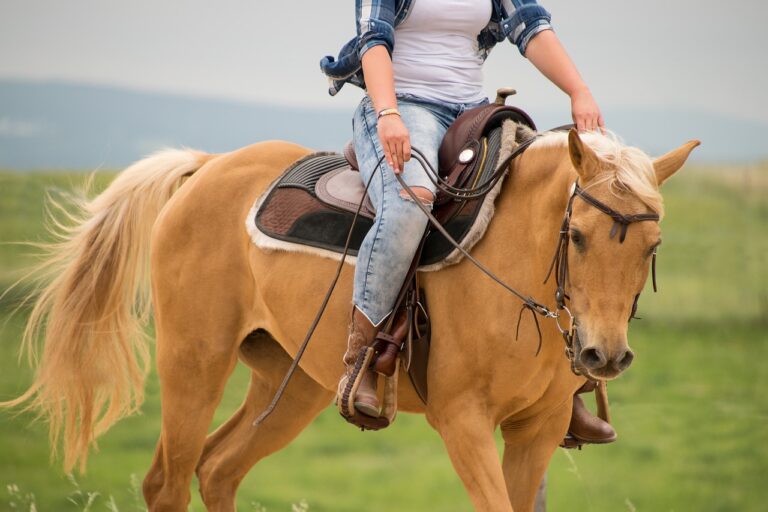 Pferd in Hagen a.T.W.