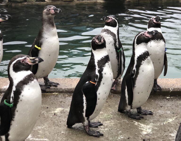 Pinguine im Osnabrücker Zoo