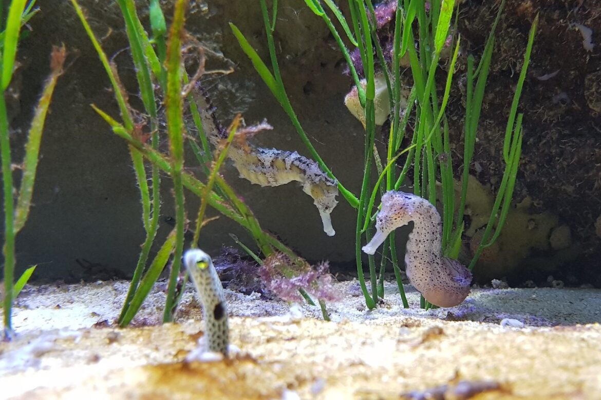 Seepferdchen im Aquarium