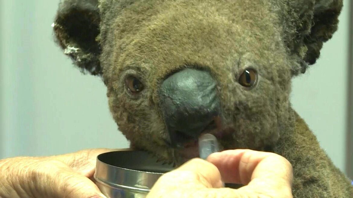 Koala, Foto: Glomex / AFP