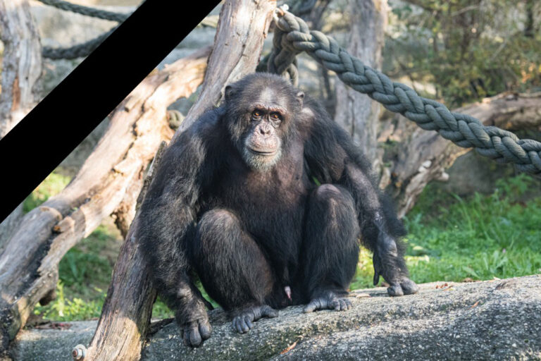 Schimpanse Tatu, Foto: Zoo Basel