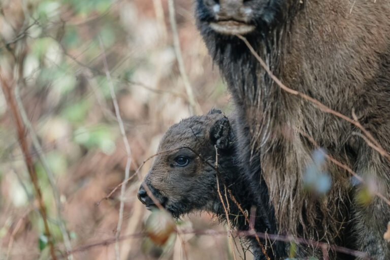 Wisent aus Berlin, obs/WWF World Wide Fund For Nature/WWF Deutschland