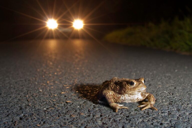 Erdkröte im Scheinwerferlicht eines Autos / Foto: NABU/ Jonathan-Fieber