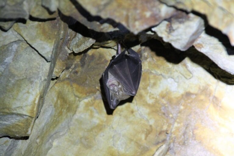 Symbolbild: Fledermaus.