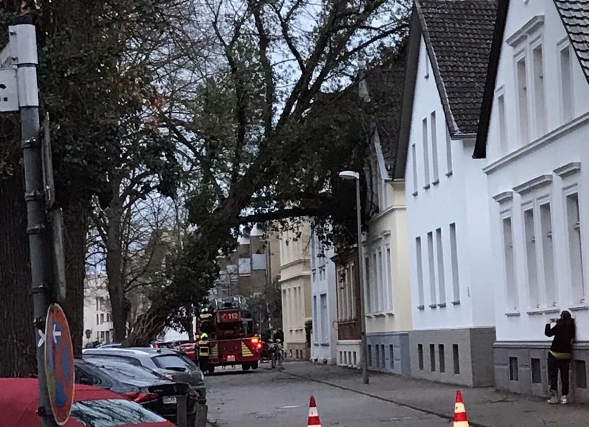 Baum stürzt in der Katharinenstraße, Foto: privat