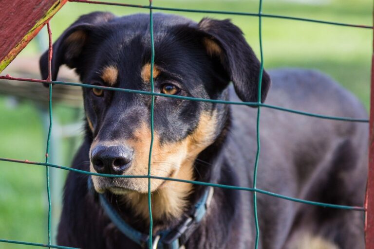 Hund im Tierheim