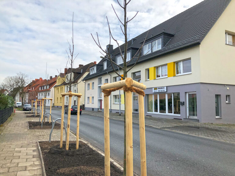 Neue Esskastanien an der Lerchenstraße