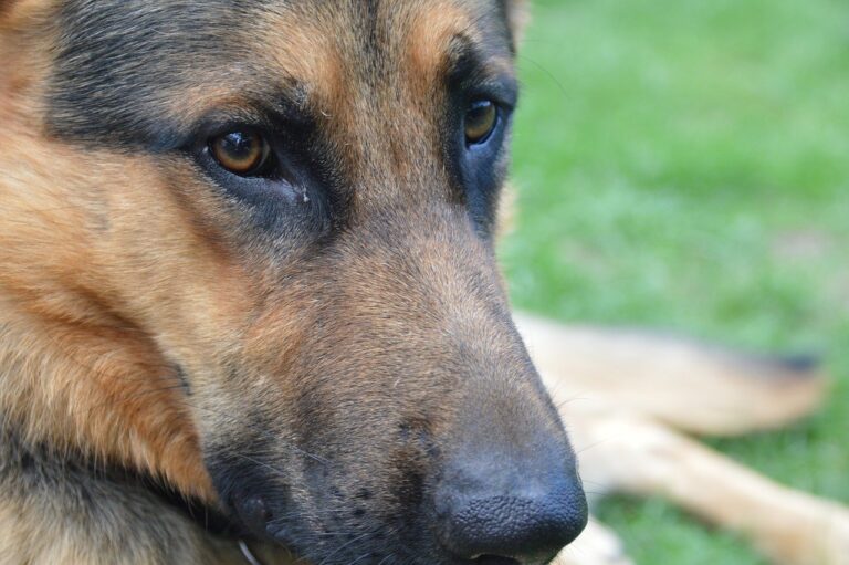 Hund (Symbolbild)