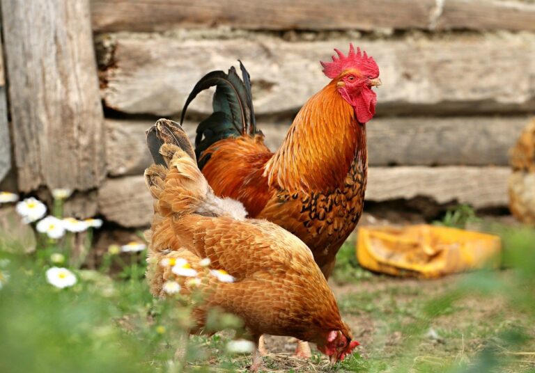 (Symbolbild) Huhn