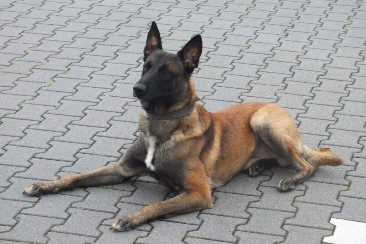 Zollhund Raptor unterstützte die Ermittlung