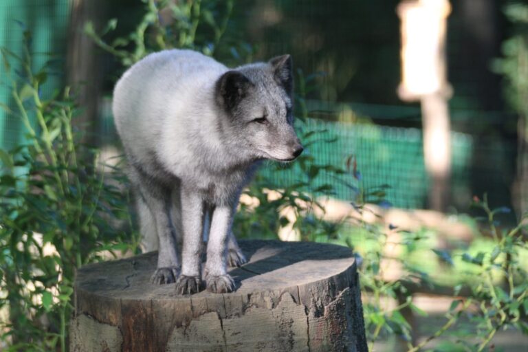 Ein Polarfuchs des Zoo Osnabrück