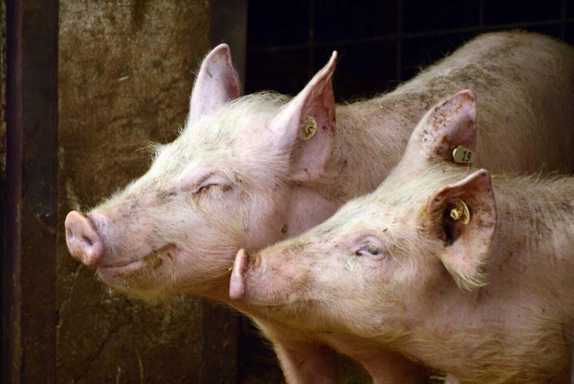 Symbolfoto: Schweine.