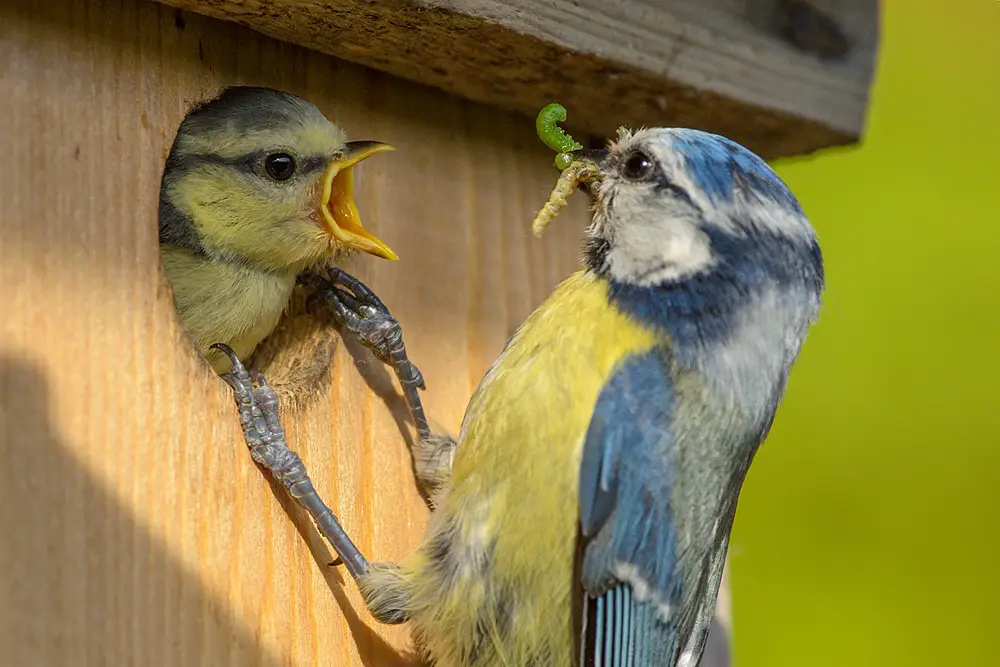 Blaumeisensterben Stunde der Gartenvögel zeigt Rückgang