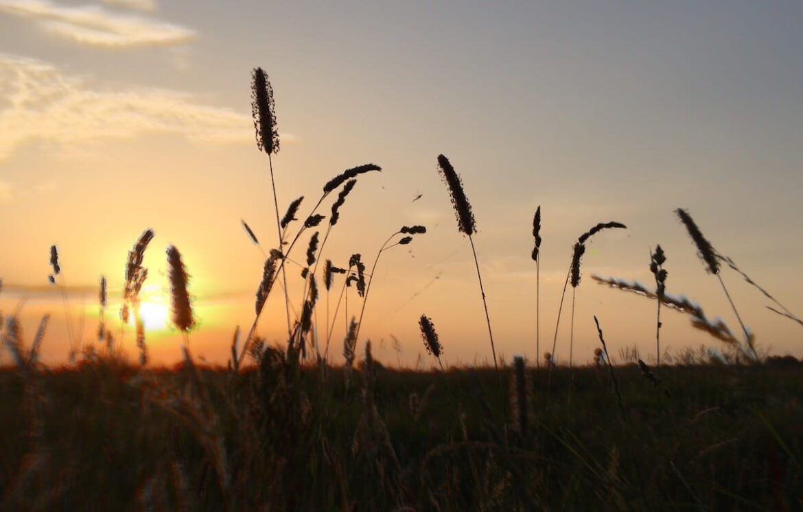 Sonnenaufgang am Dümmer