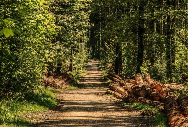 Wald (Symbolbild in Osnabrück (Gesamtstadt)