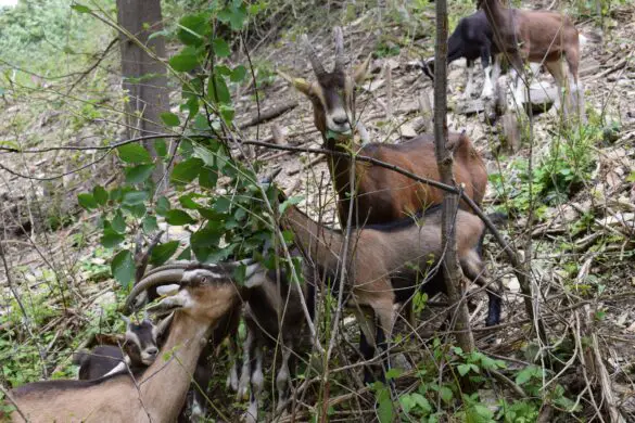 Tierische Landschaftspfleger - Ziegen im naturnahen Steinbruch am Westerberg
