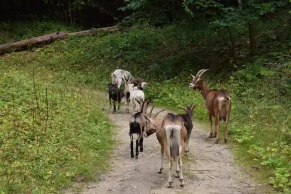 Tierische Landschaftspfleger - Ziegen im naturnahen Steinbruch am Westerberg