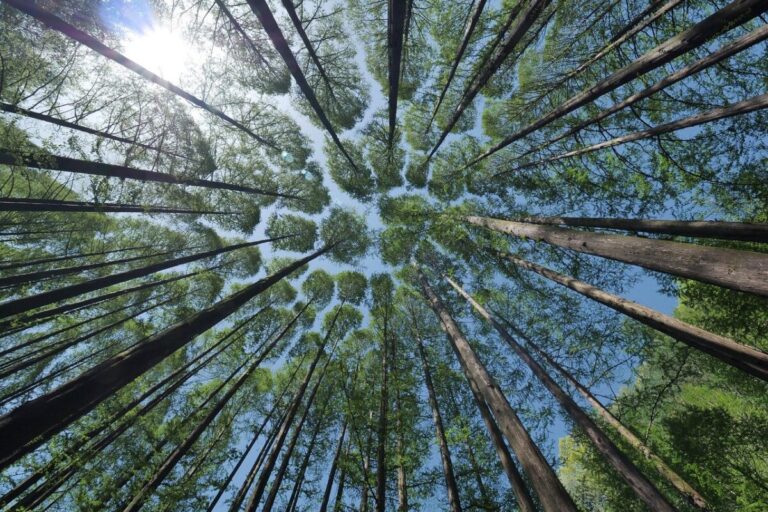Natur (Symbolbild) in Landkreis Osnabrück (Region)