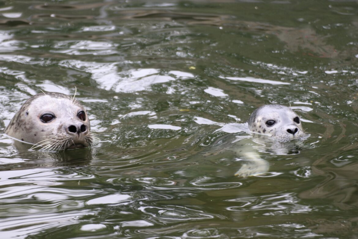 (Archivbild) Mama Biene (links) mit ihrem fünften Seehundnachwuchs Bente./ Foto: Zoo Osnabrück / Marilena Koch