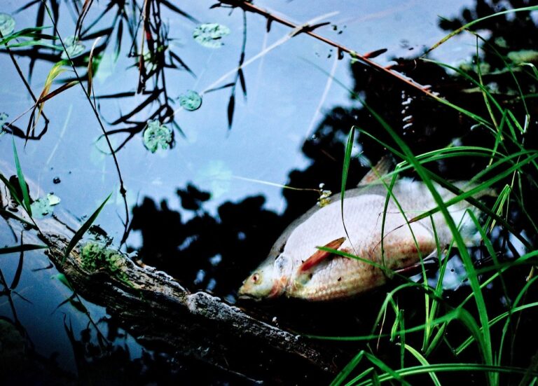 Fischsterben