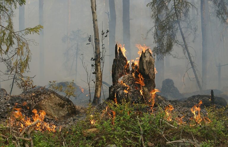 (Symbolbild) Waldbrand