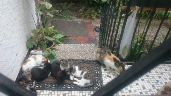 Katzenalarm1 Katzenalarm in Bad Essen – KatzenLeben Osnabrück und Umgebung e. V. will Katzenelend stoppen