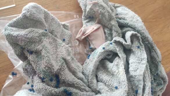 Ungeziefervernichtungsmittel: Mischlingshündin nahm präparierten Giftköder zu sich