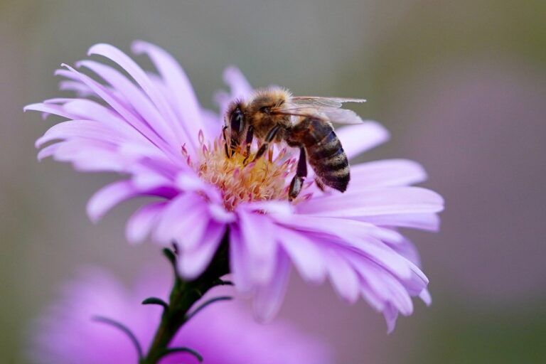 Biene auf einer Blüte