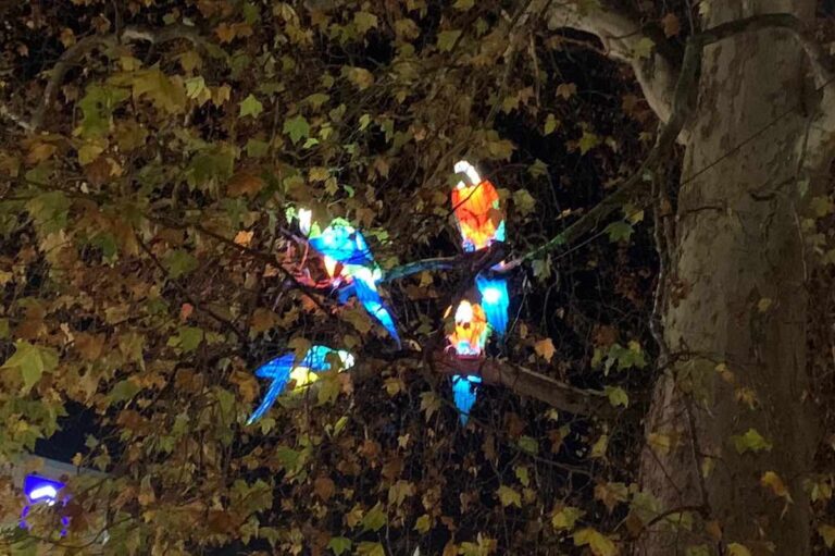 Zoo-Lights-Papageien