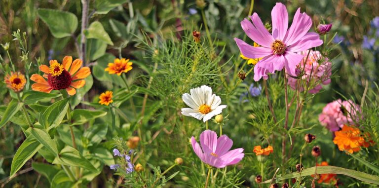 (Symbolfoto) Wildblumenwiese