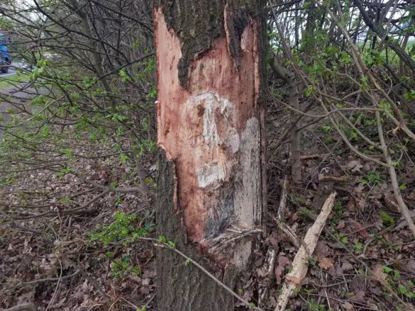Auto kommt in Bohmte von Landstraße ab, dreht sich mehrfach und prallt gegen Baum