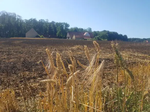 Feuer auf Stoppelfeld bedroht Bauernhof und Wald in Belm