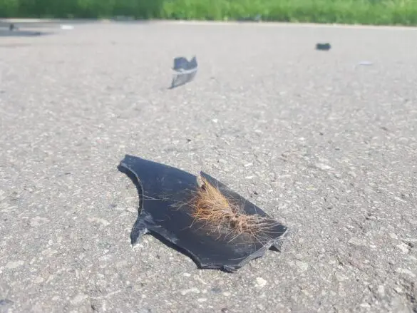 Reh und Motorroller kollidieren frontal in Melle