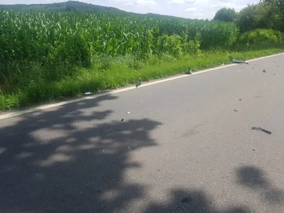 Reh und Motorroller kollidieren frontal in Melle