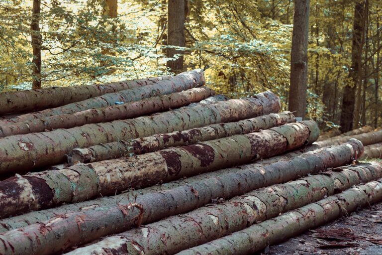 (Symbolbild) Gefällte Bäume im Wald