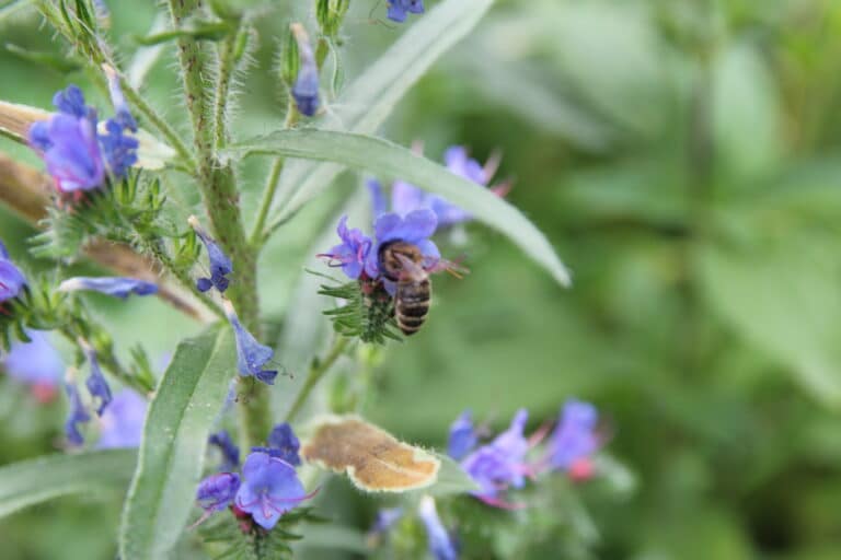 BienenBündnis empfiehlt zur Frühjahrssaison wieder die Osnabrücker Wildblumen-Mischungen in Osnabrück (Gesamtstadt)