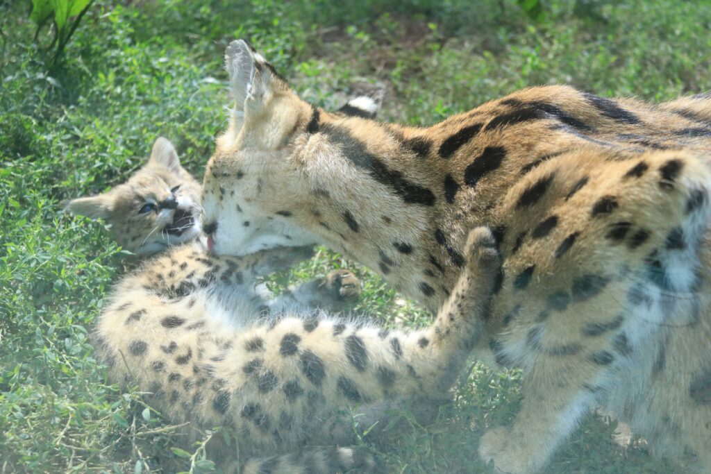 Zoo Raufen Zwei Servalkätzchen begeistern Besucher im Osnabrücker Zoo - Gefleckte ...